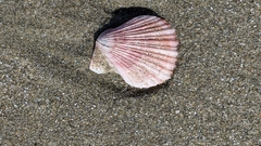 Chlamys