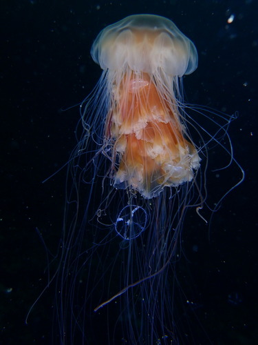 Pacific Lion's Mane Jelly, Nanaimo, BC, Canada, photo 8 of 10
