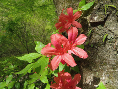 Rhododendron kaempferi