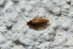 Ectobius lapponicus