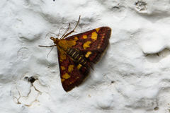 Pyrausta purpuralis