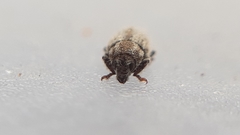 Microlarinus