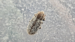 Microlarinus
