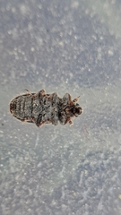 Microlarinus
