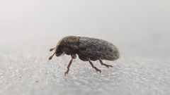 Microlarinus