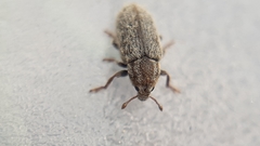 Microlarinus