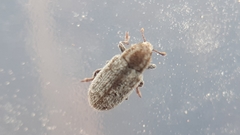 Microlarinus