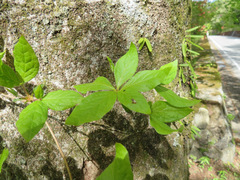 Rhododendron kaempferi