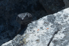 Hemicordylus capensis