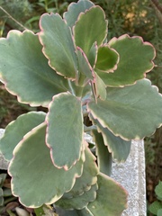 Kalanchoe fedtschenkoi