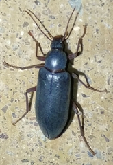 Eupsophulus castaneus