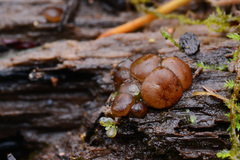 Adelphella babingtonii