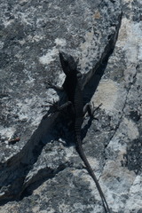 Hemicordylus capensis