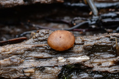 Adelphella babingtonii