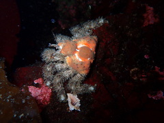 Rhinolithodes wosnessenskii