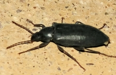 Eupsophulus castaneus