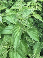 Cornus macrophylla