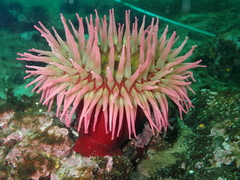 Urticina piscivora