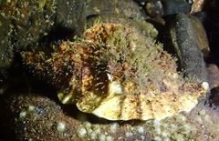 Ceratostoma foliatum image