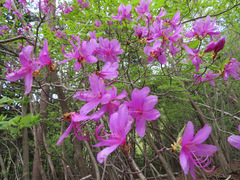 Rhododendron dilatatum
