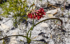 Codonorhiza micrantha