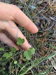 Muehlenbeckia australis