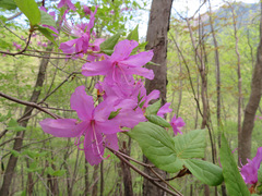 Rhododendron dilatatum