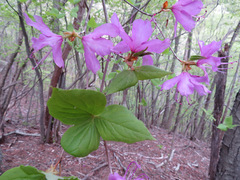 Rhododendron dilatatum