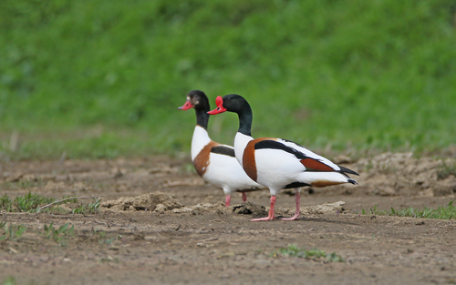 Tarro blanco (Tadorna tadorna)