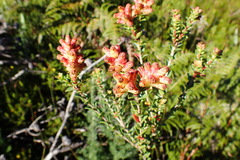 Penaea cneorum cneorum