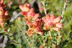 Penaea cneorum cneorum