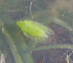 Tropiduchinae
