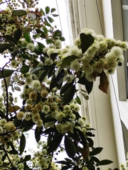 Magnoliopsida
