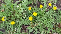 Taraxacum officinale