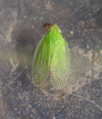Tropiduchinae