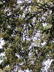 Magnoliopsida