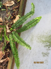 Nephrolepis cordifolia
