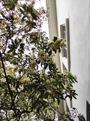 Magnoliopsida