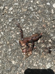 Rana huanrensis