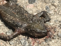 Bufo stejnegeri
