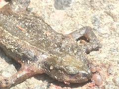 Bufo stejnegeri