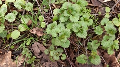 Glechoma hederacea