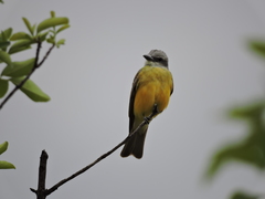 Tyrannus melancholicus