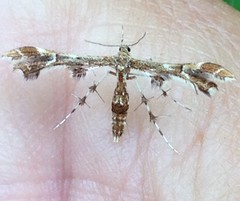 Geina periscelidactylus