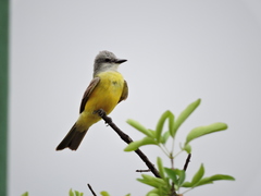 Tyrannus melancholicus