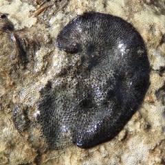 Watersiporidae