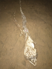 Gymnothorax castaneus