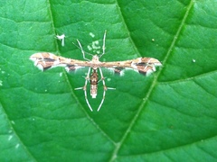 Geina periscelidactylus