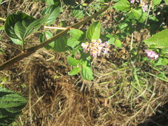 Lantana camara