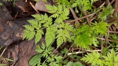 Anthriscus sylvestris
